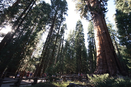 sequoia