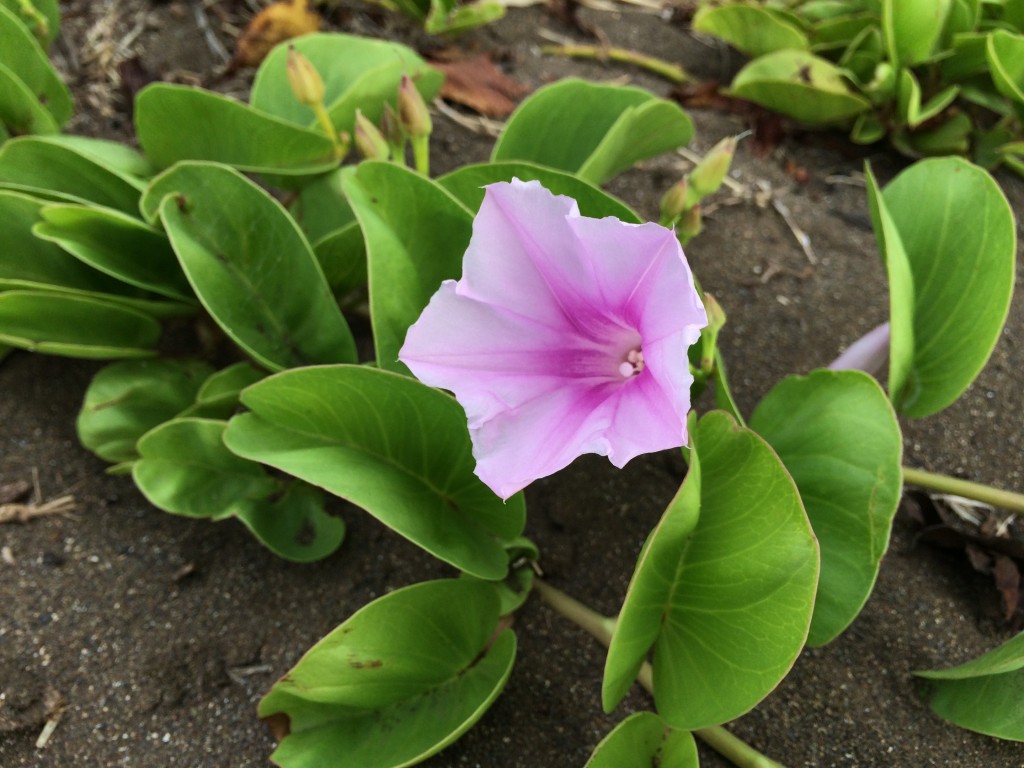 beach flowers