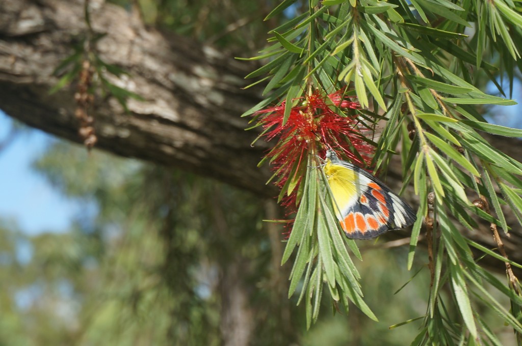 butterflie